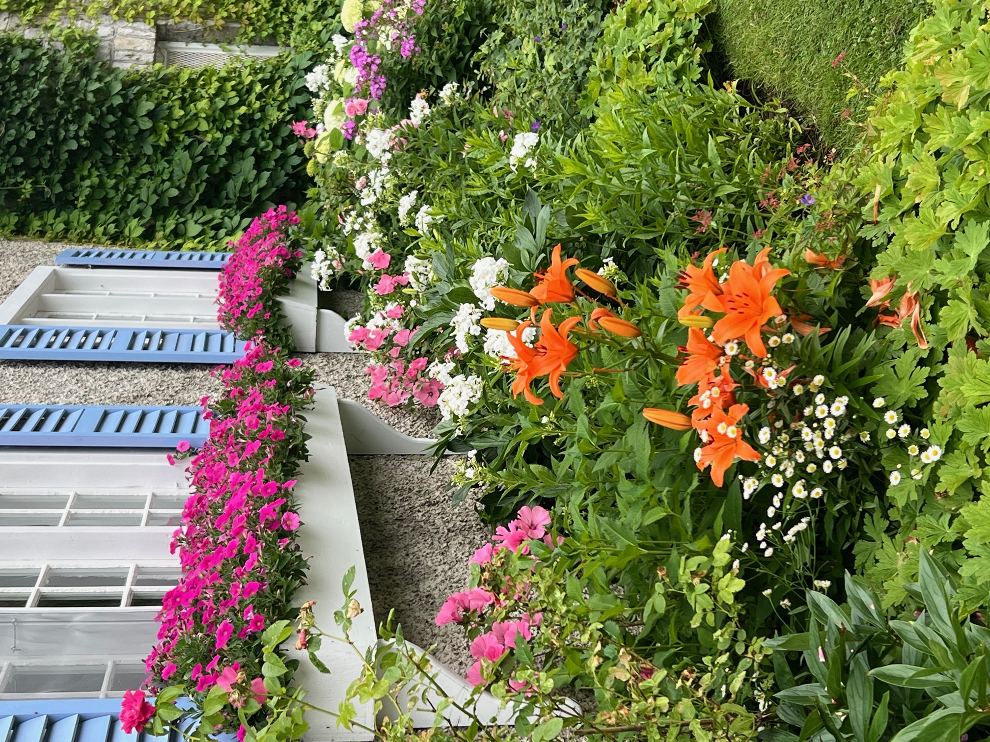 Todd Schwebel's garden flowers